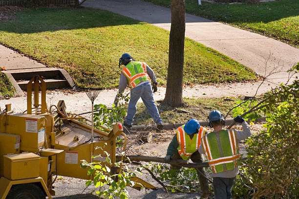 Lawn Pest Prevention in Mansfield, TX